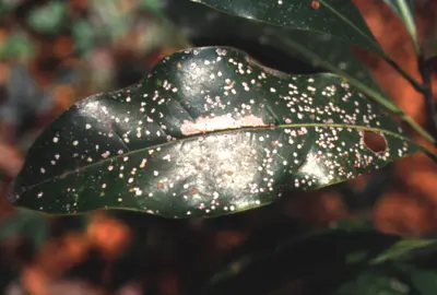 Algal Leaf Spot in Middle Tennessee