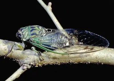 Annual (Annual cicada adult.) in Middle Tennessee