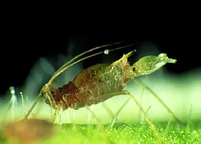 Aphid Management () in Middle Tennessee