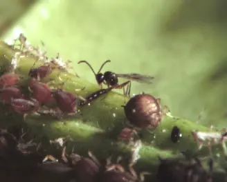 Aphid Parasites (Tiny wasps lay their eggs in aphids.) in Middle Tennessee