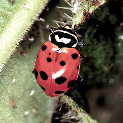 Aphid Predators () in Middle Tennessee
