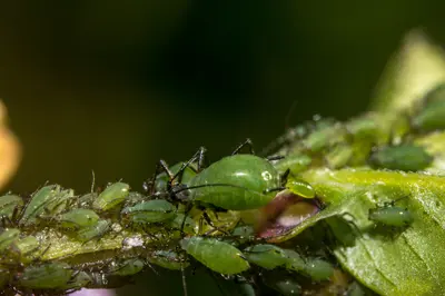 Aphid () in Middle Tennessee