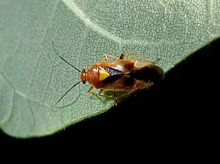 Ash (Ash plant bug adult.) in Middle Tennessee