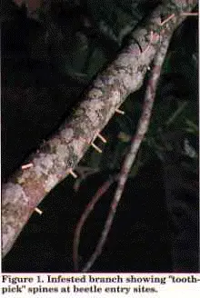 Asian Ambrosia Beetles () in Middle Tennessee