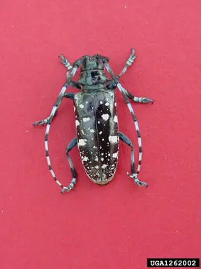 Asian Long Horned Beetle (Pest from China) in Middle Tennessee