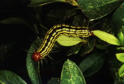 Azalea Caterpillar () in Middle Tennessee