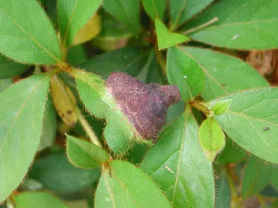 Azalea Gall (Thickened or fleshy leaf galls) in Middle Tennessee