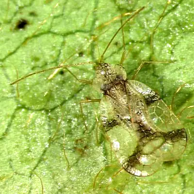 Azalea Lace Bug (One of the most frequently reported insect pest) in Middle Tennessee