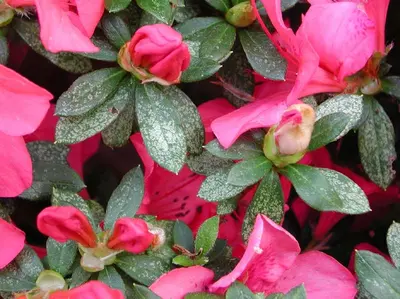 Azalea Lacebug (Monitor populations) in Middle Tennessee