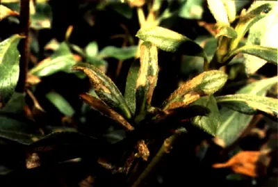 Azalea Leafminer (Dry, brown spots on leaves) in Middle Tennessee