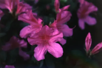 AzaleaRhododendron  species () in Middle Tennessee