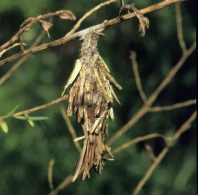 Bagworm Management (Hand picking anytime) in Middle Tennessee