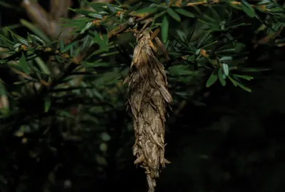 Bagworms () in Middle Tennessee