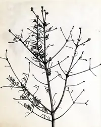 Balsam Twig Aphid in Middle Tennessee