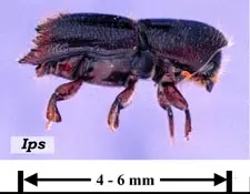Bark Beetles (Needles turn yellow from tips back) in Middle Tennessee