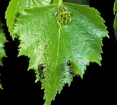 Birch () in Middle Tennessee