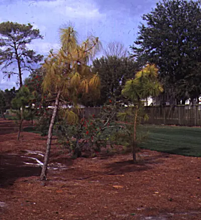 Borers (Branch wilt and dieback) in Middle Tennessee