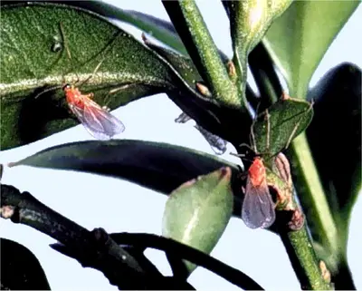 Boxwood Leafminer (Adult midges (flies)) in Middle Tennessee