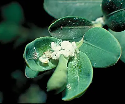 Boxwood () in Middle Tennessee