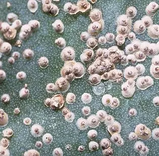 Cactus (Cactus scale.) in Middle Tennessee