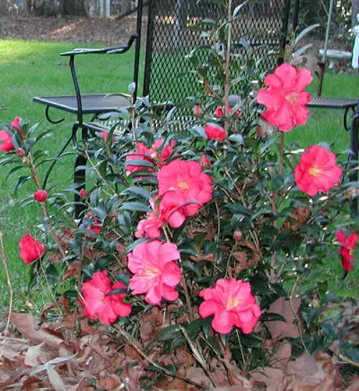 Camellia () in Middle Tennessee