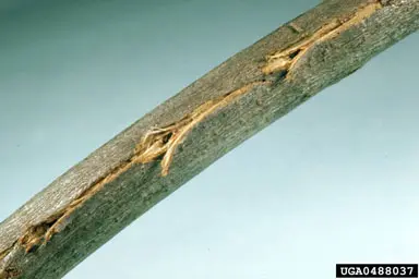 Cicadas () in Middle Tennessee