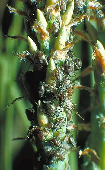 Cinera (Cinera pine aphids.) in Middle Tennessee