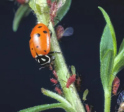 Convergent (Convergent lady beetle eating aphids) in Middle Tennessee