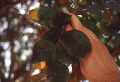Crape Myrtle Aphid (Sooty mold) in Middle Tennessee