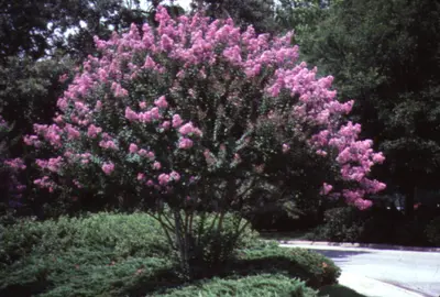 Crape MyrtleLagerstroemia indica () in Middle Tennessee