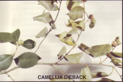 Dieback (Glomerella cingulata) in Middle Tennessee