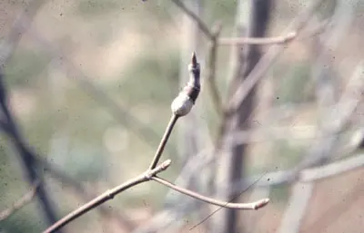 Dogwood Club Gall Midge (Causes spindle-shaped swellings) in Middle Tennessee