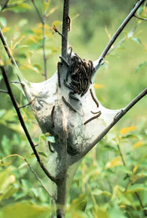Eastern Tent () in Middle Tennessee