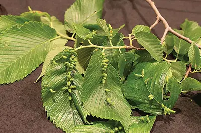 Elm Gall () in Middle Tennessee