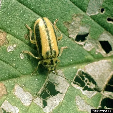 Elm Leaf Beetles () in Middle Tennessee
