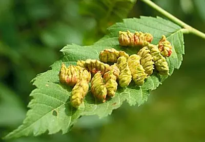 Elm () in Middle Tennessee