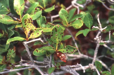 Entomosporium Leaf Spot (Dark leaf spots with purple borders) in Middle Tennessee