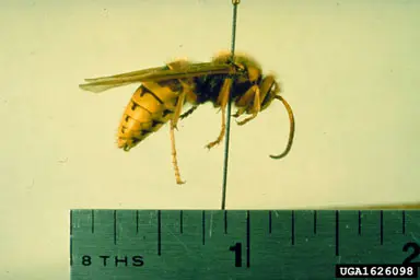 European Hornets () in Middle Tennessee