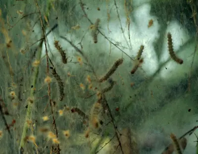 Fall Webworm Management () in Middle Tennessee