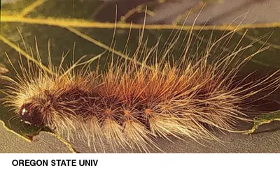Fall Webworm (These hairy caterpillars appear in late summer) in Middle Tennessee