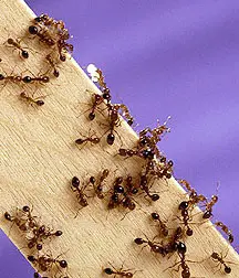 Fire Ant Management (Sevin or) in Middle Tennessee