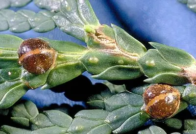 Fletcher () in Middle Tennessee