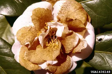 Flower Blight (Ciborinia camellia) in Middle Tennessee