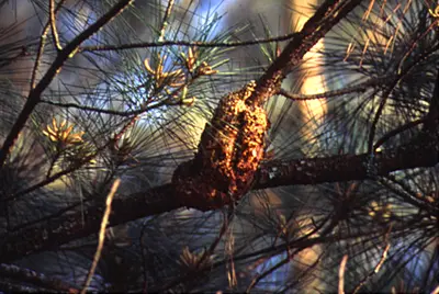 Fusiform Rust (Spindle shaped galls on branches or stems) in Middle Tennessee