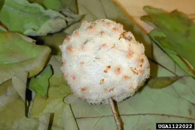 Galls () in Middle Tennessee