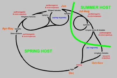 Generalized () in Middle Tennessee