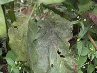 Glasshouse Whitefly in Middle Tennessee