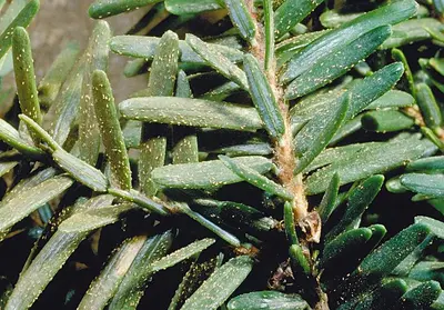 Hemlock () in Middle Tennessee