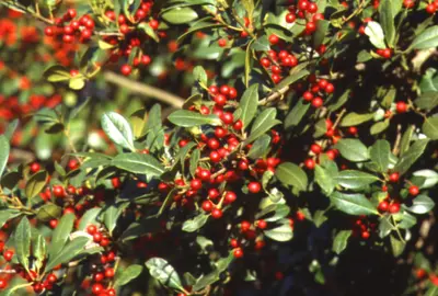 HollyIlex species () in Middle Tennessee