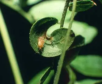 Honeylocust (Honeylocust leaflet distorted.) in Middle Tennessee